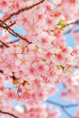 桜の開花イメージ