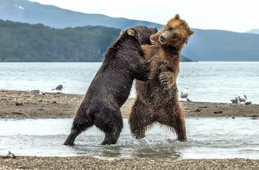 Schilderijen op glas Conflict between bears on Kurile lake, Kamchatka - Russia © Giuseppe D'Amico