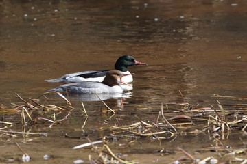 A male and female common merganser couple