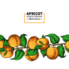 Apricot branch seamless border. Hand drawn isolated fruit. Summer food illustration.
