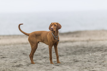 little hunting dog Hungarian Vizslaa playing on the sand on the beach and having fun and posing.young puppy relaxes and trains on the beach.