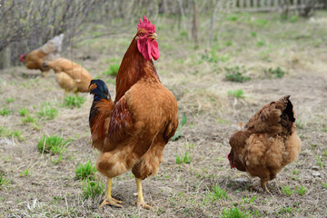 Hens and rooster