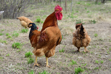 Hens and rooster