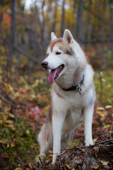 Profile Portrait of Siberian Husky dog standing in the brightful fall forest