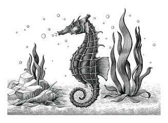 Sea horse hand drawing vintage engraving illustration