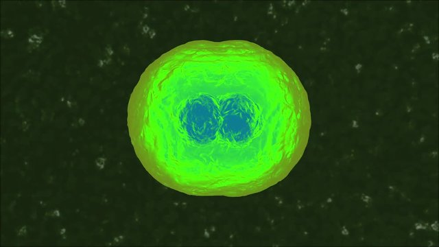 3D rendered Animation of the Mitosis and replication of a generic biological Cell.
