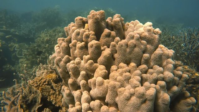 A slow motion underwater closing up shot ofa coral with cylindrical shape.