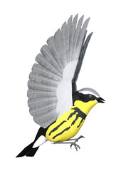 3D Rendering Songbird Wrabler on White