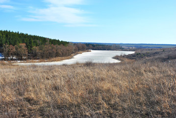Pine forest, willows on the hills, rotten reeds on the shore of the lake with melting ice, on a background of blue sky with clouds, sunny spring day, Ukraine