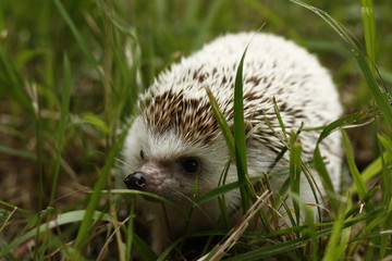 Fat male African Pygmy Hedgehog sitting in the grass