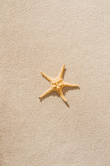 Fototapeta na wymiar top view of dry starfish lying on sandy beach