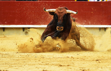 toro español en plaza de toros