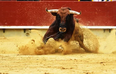 Foto op Plexiglas toro español en plaza de toros © alberto
