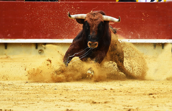 toro espa&ntilde;ol en plaza de toros
