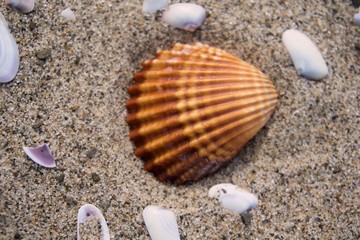 shell