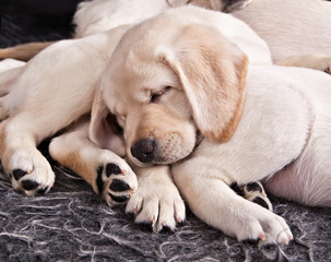 Dog breed labrador puppy  sleeping on the hind legs of his mother