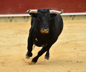 animal tradicional español