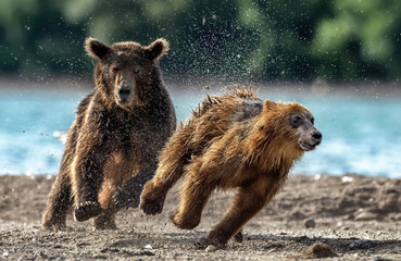The escape - Kamchatka, Russia