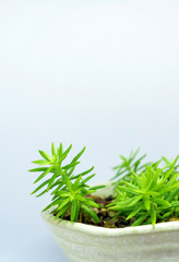 Succulent plant stonecrop, fresh leaves detail of sedum Angelina