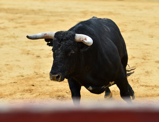 animal tradicional español