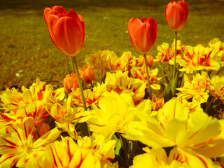 Tulpen und andere Frühlingsblumen in ihrer natürlichen Umgebung