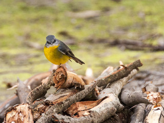 Yellow little bird Eastern yellow robin