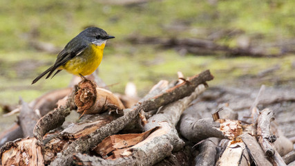 Yellow little bird Eastern yellow robin