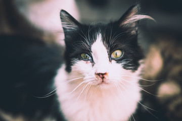 black cat with white color and green eyes is looking at the lens