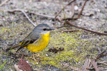 Yellow little bird Eastern yellow robin