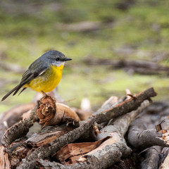 Yellow little bird Eastern yellow robin