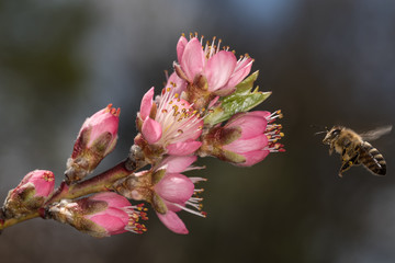 Pfirsichblüte mit Biene