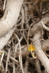  ivy leaf at springtime