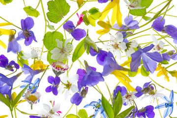 spring flowers - floral pattern - isolated on a white background