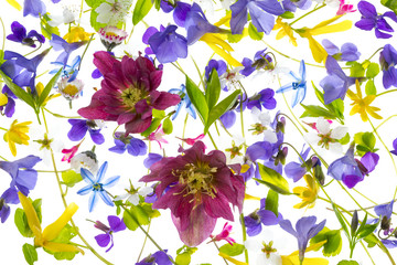 Panele Szklane Podświetlane  wiosenne kwiaty - kwiatowy wzór - na białym tle na białym tle