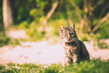 Naklejka na ściany i meble striped cat sits on nature in the park