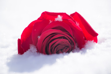 Vibrant single red rose in the snow as background.  horizontal image, one isolated bloom