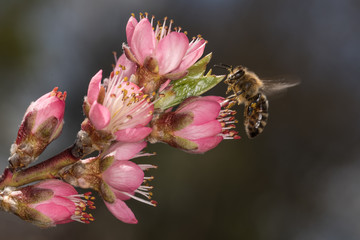 Pfirsichblüte mit Biene