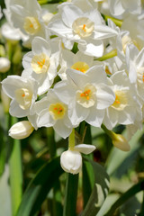 Obraz premium 水仙の花
