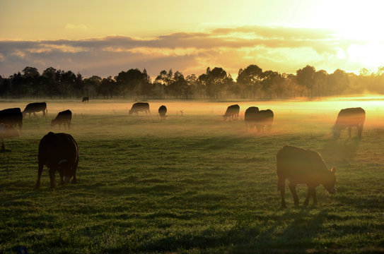 Rural landscape with herd of cows in morning fog at sunrise in Morpeth, NSW, Australia