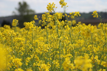 Obraz premium Gelbes Blumenfeld / Yellow field of flowers