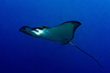 eagle ray manta while diving in Maldives