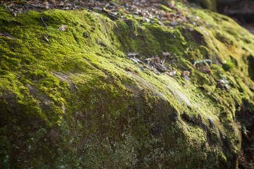 Stone wall, covered in green moss.