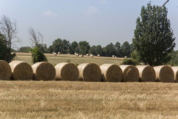 Rotoballe di paglia