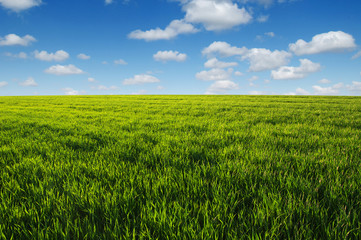 green field and clouds