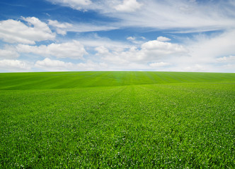 Obraz na płótnie Canvas green field and clouds