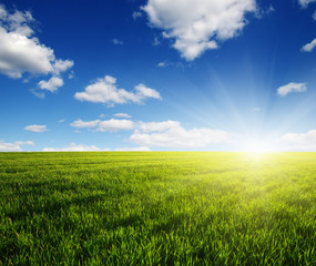 Green meadow under sun