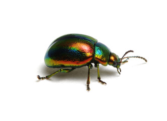 Green beetle on white