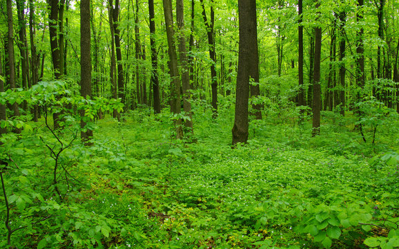 Forest trees in spring