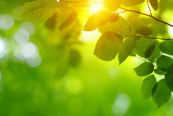 Green leaves and sun