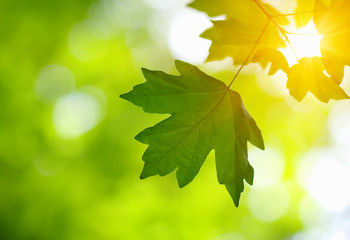 Green leaves and sun